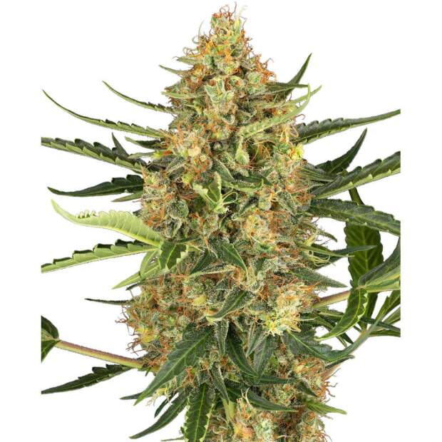 Sensi Seeds Research Blueberry Bubblegum Auto 5 Stk feminisiert