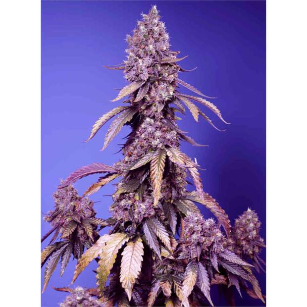 Sweet Seeds Black Muffin F1 Fast Version