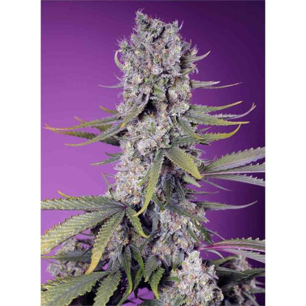 Sweet Seeds Papaya Zoap F1 Fast Version