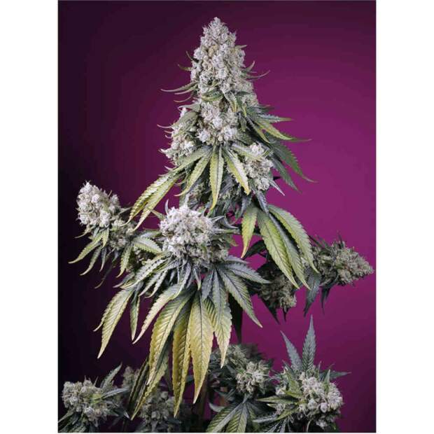 Sweet Seeds Jealousy Z XL Auto 5 Stk feminisiert