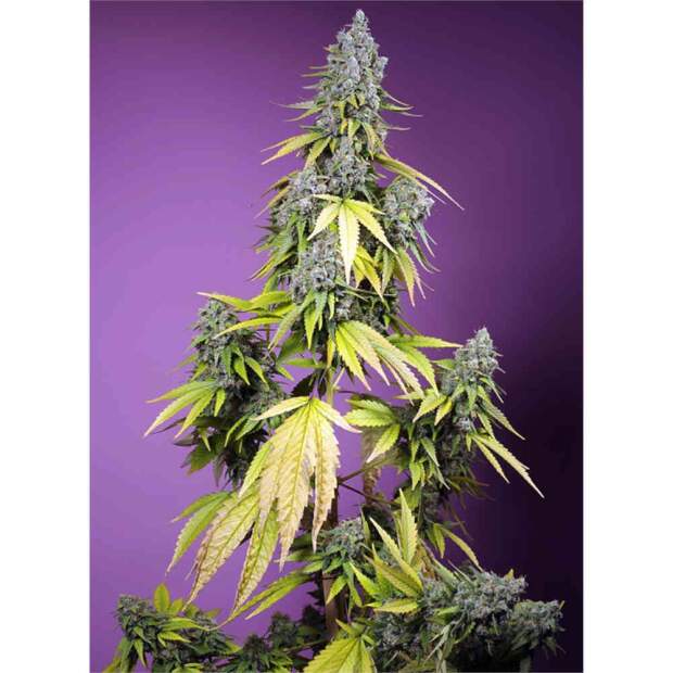 Sweet Seeds Jet Fuel Mandarine XL Auto