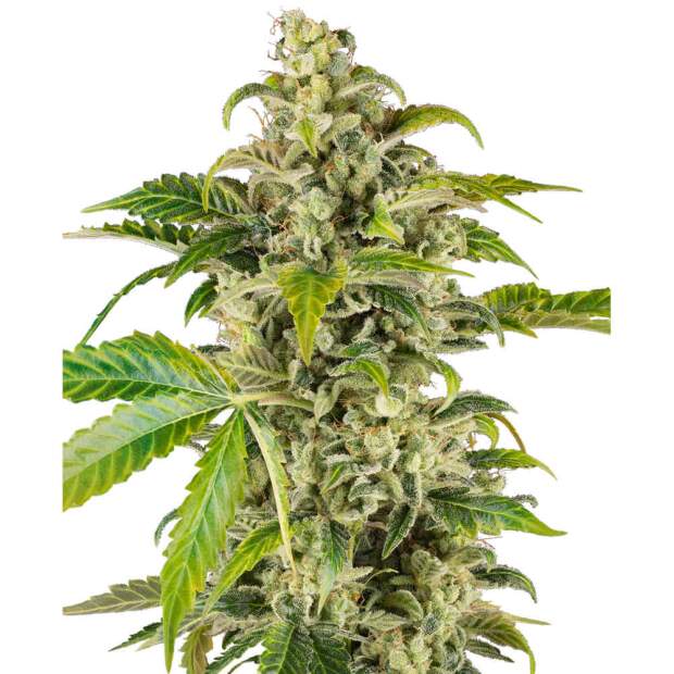 Sensi Seeds Research Sweet & Sour Cream Auto