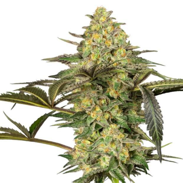 Sensi Seeds Grapevine Candy 3 Stk feminisiert