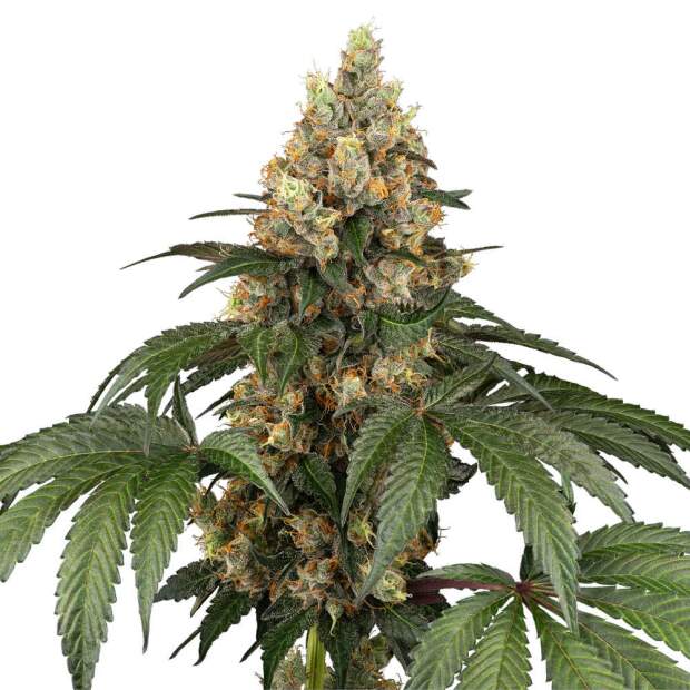 Sensi Seeds Chocolate Rainbow XXL 3 piece feminized