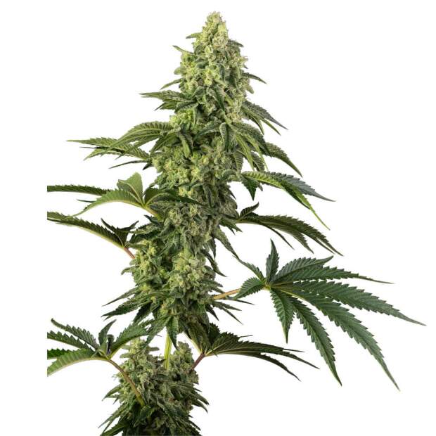 Sensi Seeds Cosmic Kiss