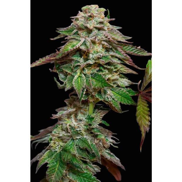 Paradise Seeds Blue Gem