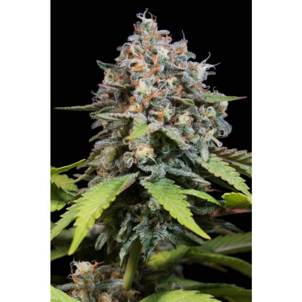 Paradise Seeds Highway 66 3 pcs feminised