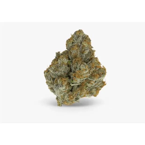 Growers Choice Blue Zushi 5 Stk feminisiert