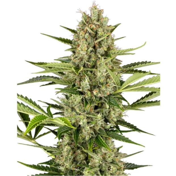 Sensi Seeds Jack Herer Auto 5 Stk feminisiert