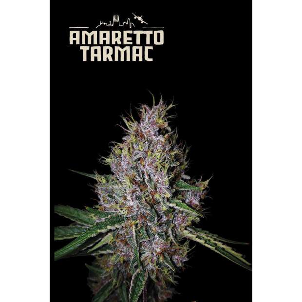 Seedstockers Amaretto Tarmac Auto