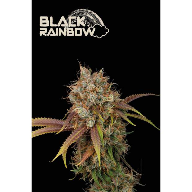 Seedstockers Black Rainbow