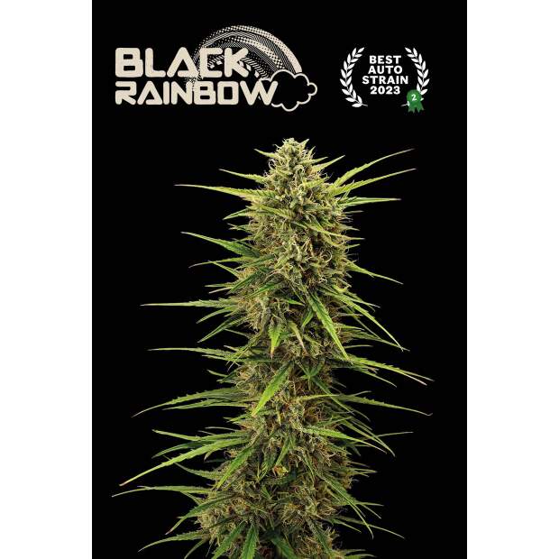 Seedstockers Black Rainbow Auto