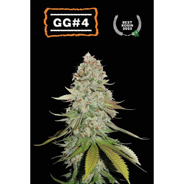 Seedstockers GG#4