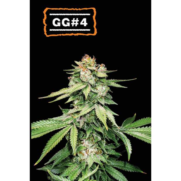 Seedstockers GG#4 Auto