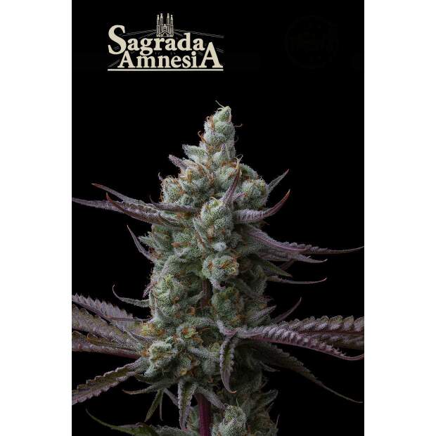 Seedstockers Sagrada Amnesia