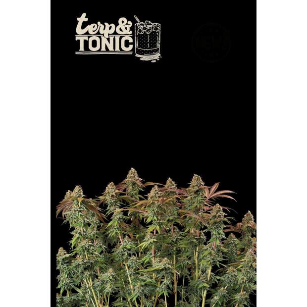 Seedstockers Terp & Tonic Auto