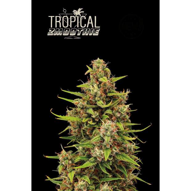 Seedstockers Tropical Zmoothie Auto