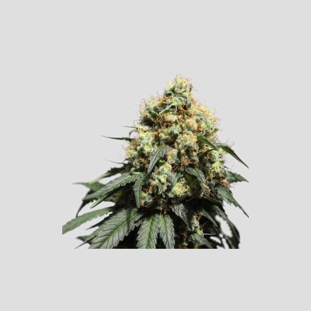 Super Sativa Seed Club Bruce Lemon Diesel