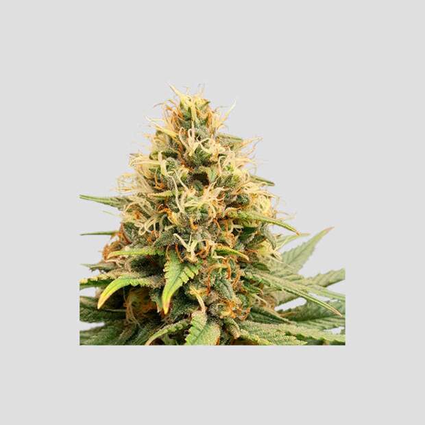 Super Sativa Seed Club Crystal White Kush