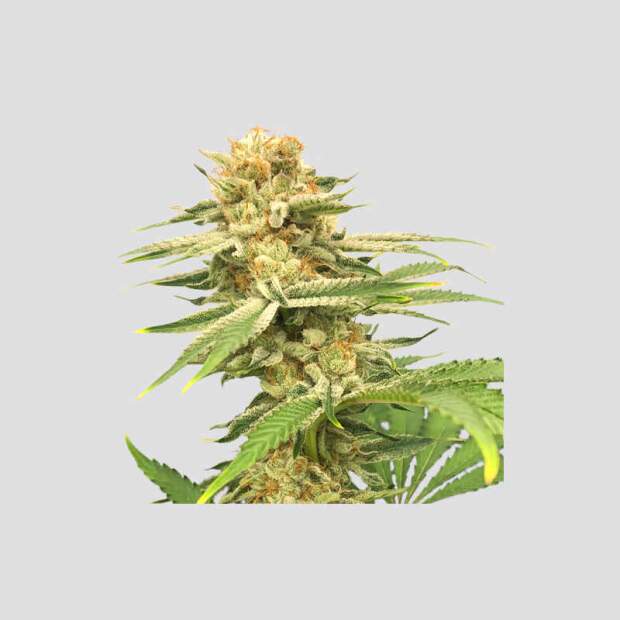 Super Sativa Seed Club Friesland