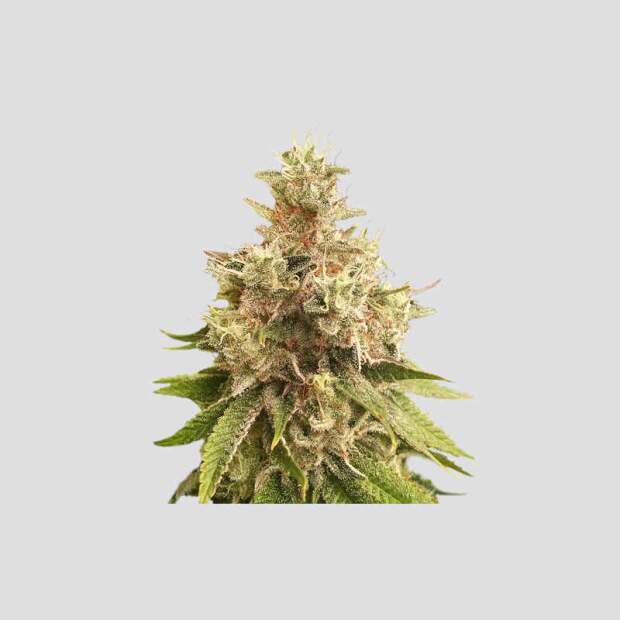 Super Sativa Seed Club Golden Apple Haze