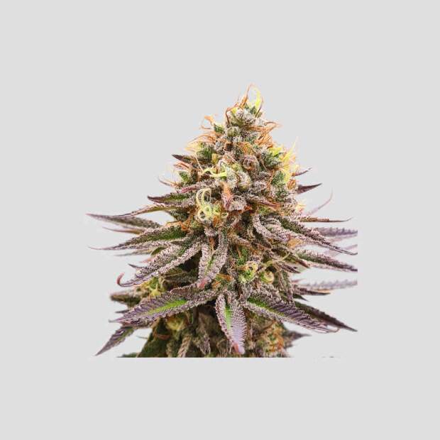 Super Sativa Seed Club Gorilla Super Glue