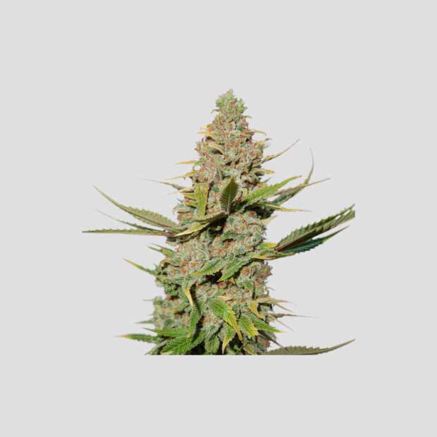 Super Sativa Seed Club Karels Cookies