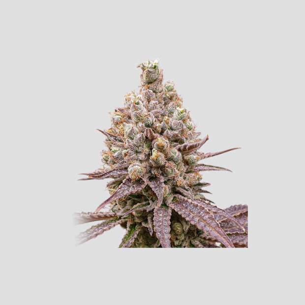 Super Sativa Seed Club Purple OG Punch