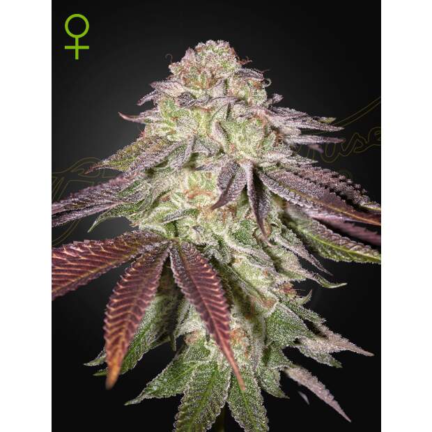 Green House Seeds Sugarlato Auto