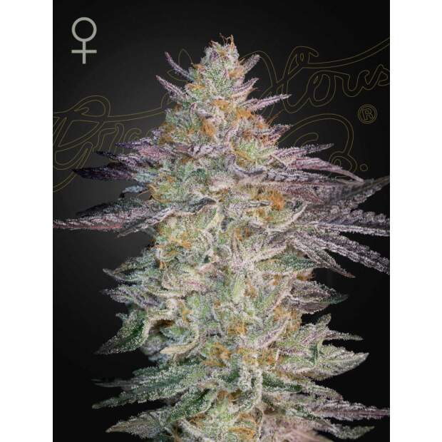 Green House Seeds Super Lemon Haze x GMO