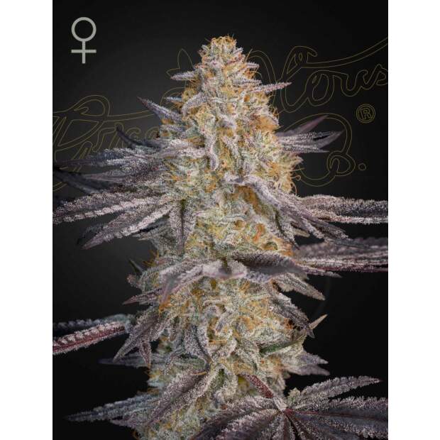 Green House Seeds Super Lemon Haze x RS11