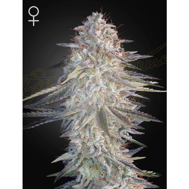 Green House Seeds Super Lemon Haze x Pink Candy