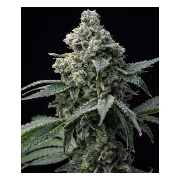 Barneys Farm Bruce Banner