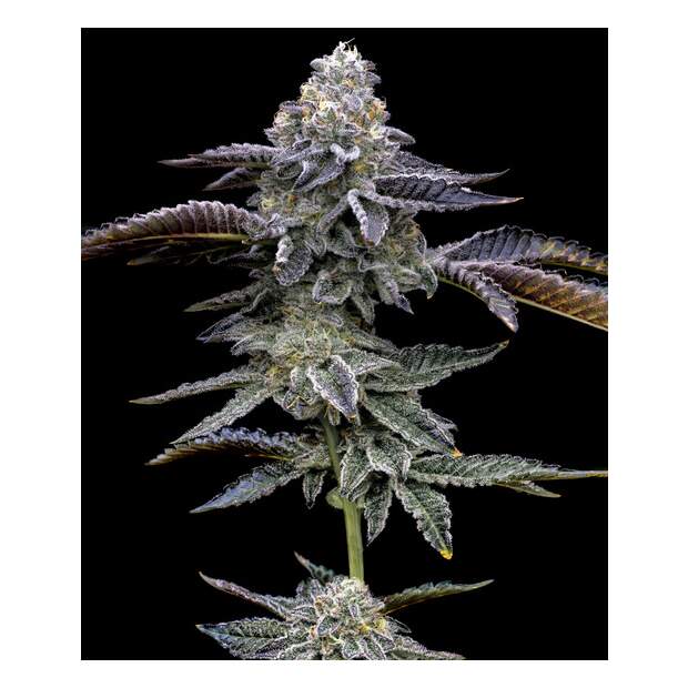 Barneys Farm Blue Dream