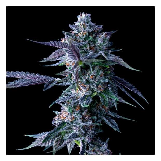 DNA Genetics Chocolope 5 Stk feminisiert