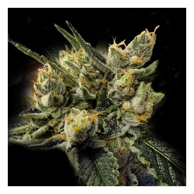 DNA Genetics GMO Kosher