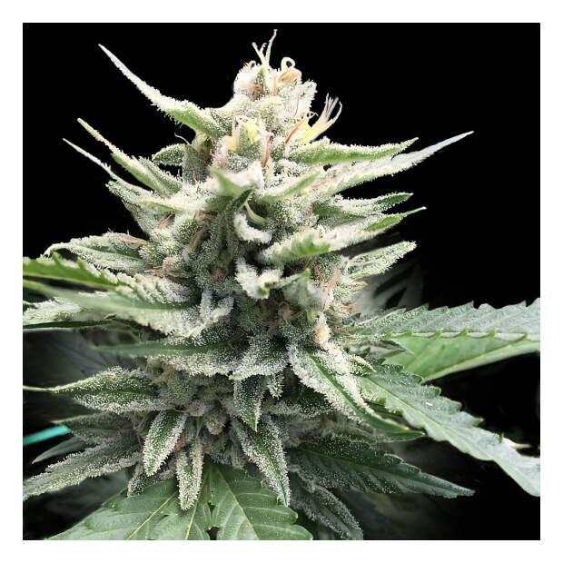 DNA Genetics Honey Banana S1