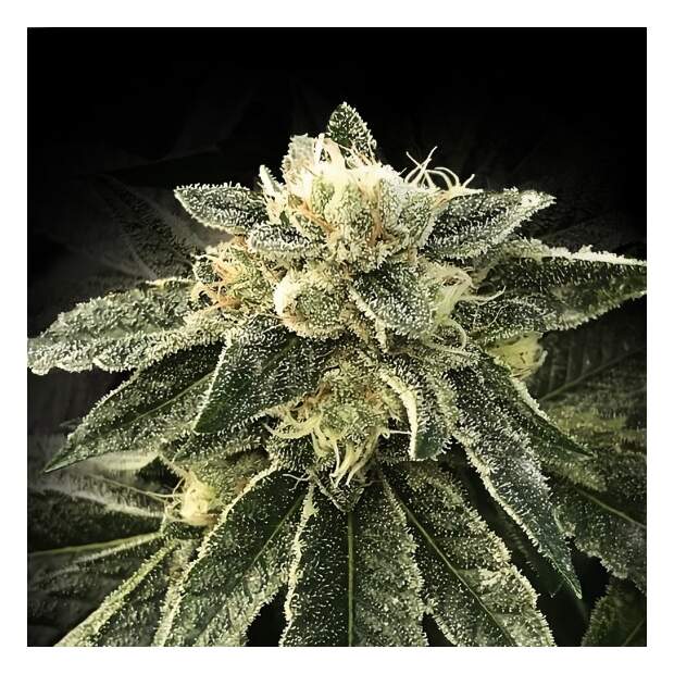 DNA Genetics White Chocolope