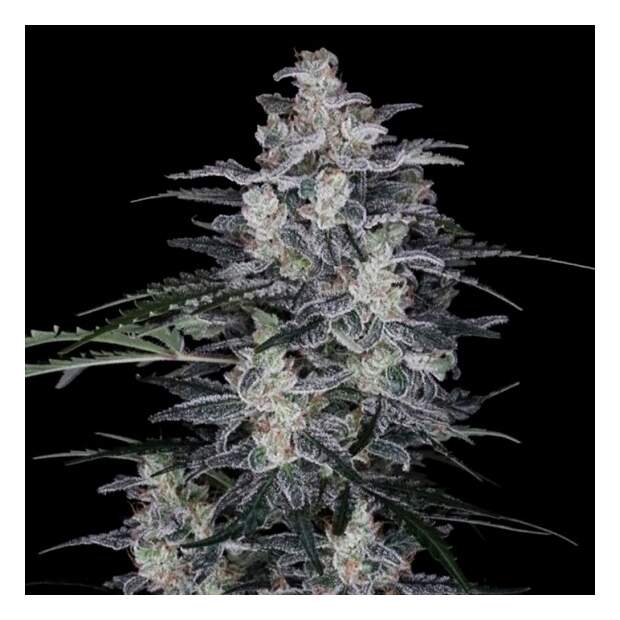 DNA Genetics MacNana Auto