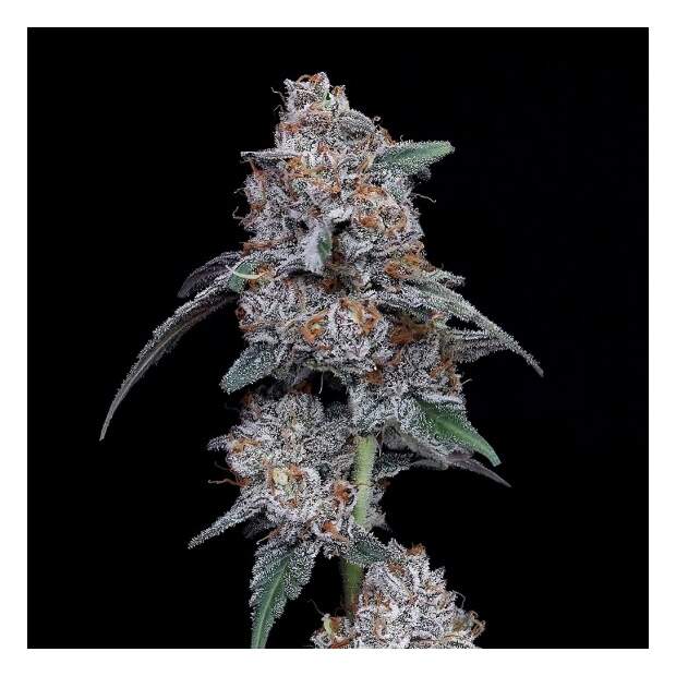 DNA Genetics The Big MAC Auto