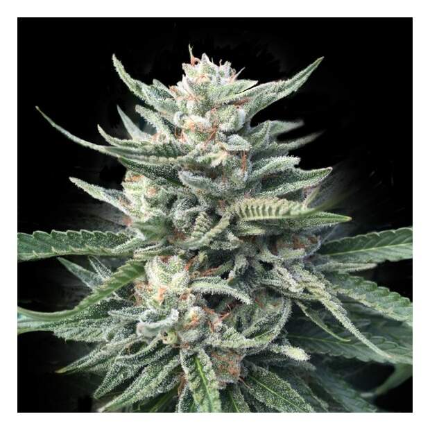 DNA Genetics Chocolope 256