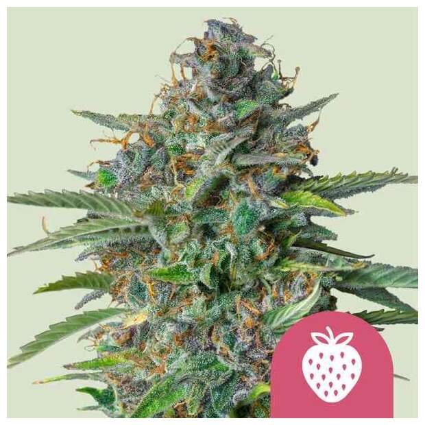 Royal Queen Seeds Strawberry Cough