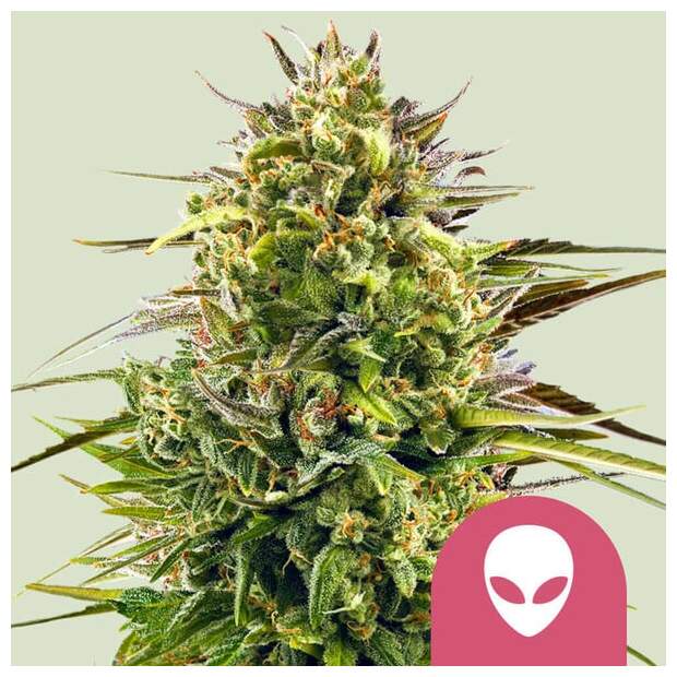 Royal Queen Seeds Alien OG