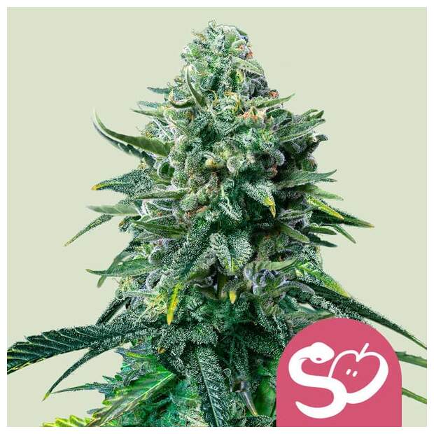 Royal Queen Seeds Forbidden Fruit