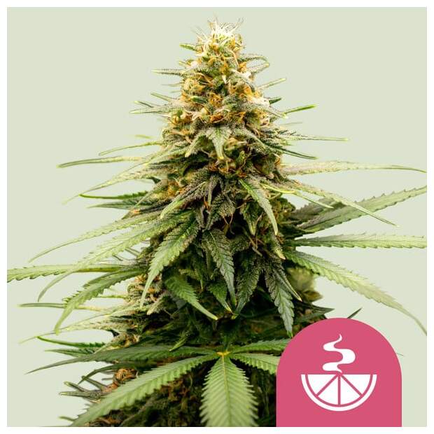 Royal Queen Seeds Lemon Skunk