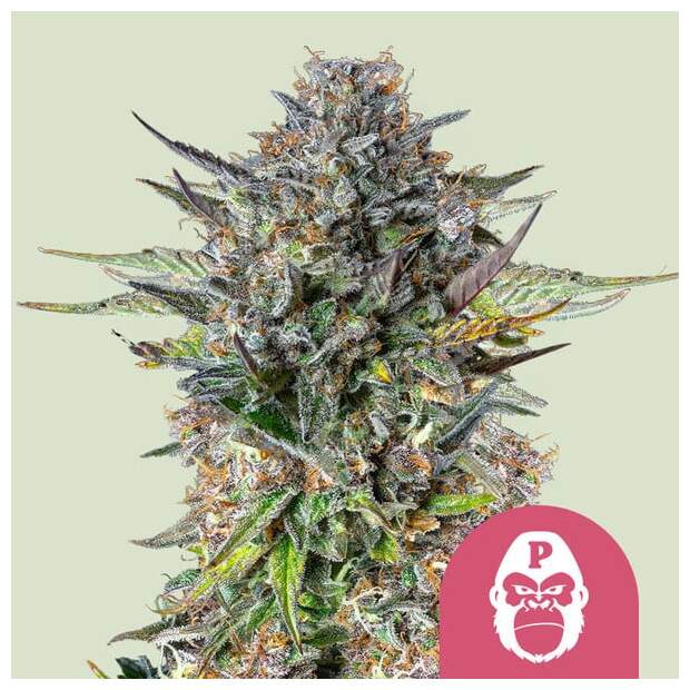 Royal Queen Seeds Pink Gorilla