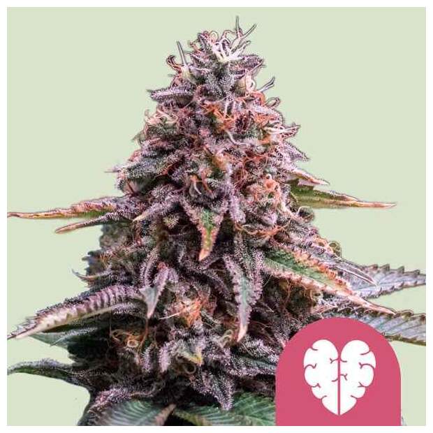 Royal Queen Seeds Pink Mist