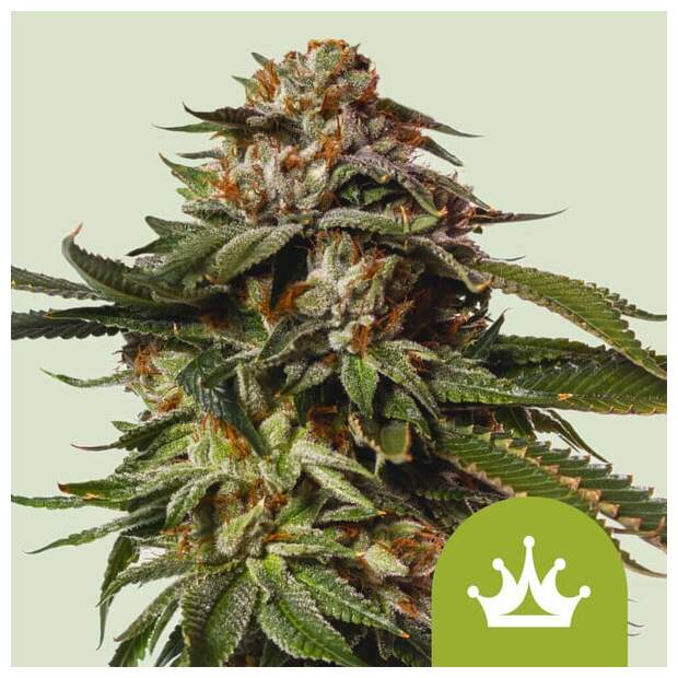 Royal Queen Seeds Special Queen #1 Auto