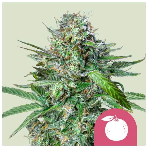 Royal Queen Seeds Tangie