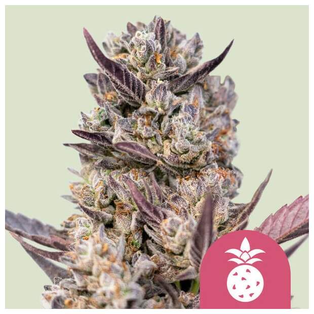 Royal Queen Seeds Tropicana Cookies Purple